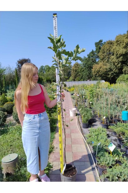 Яблуня домашня Джонаголд Ерлі Квін - 5л/вис.180-200см/Ø20-30см